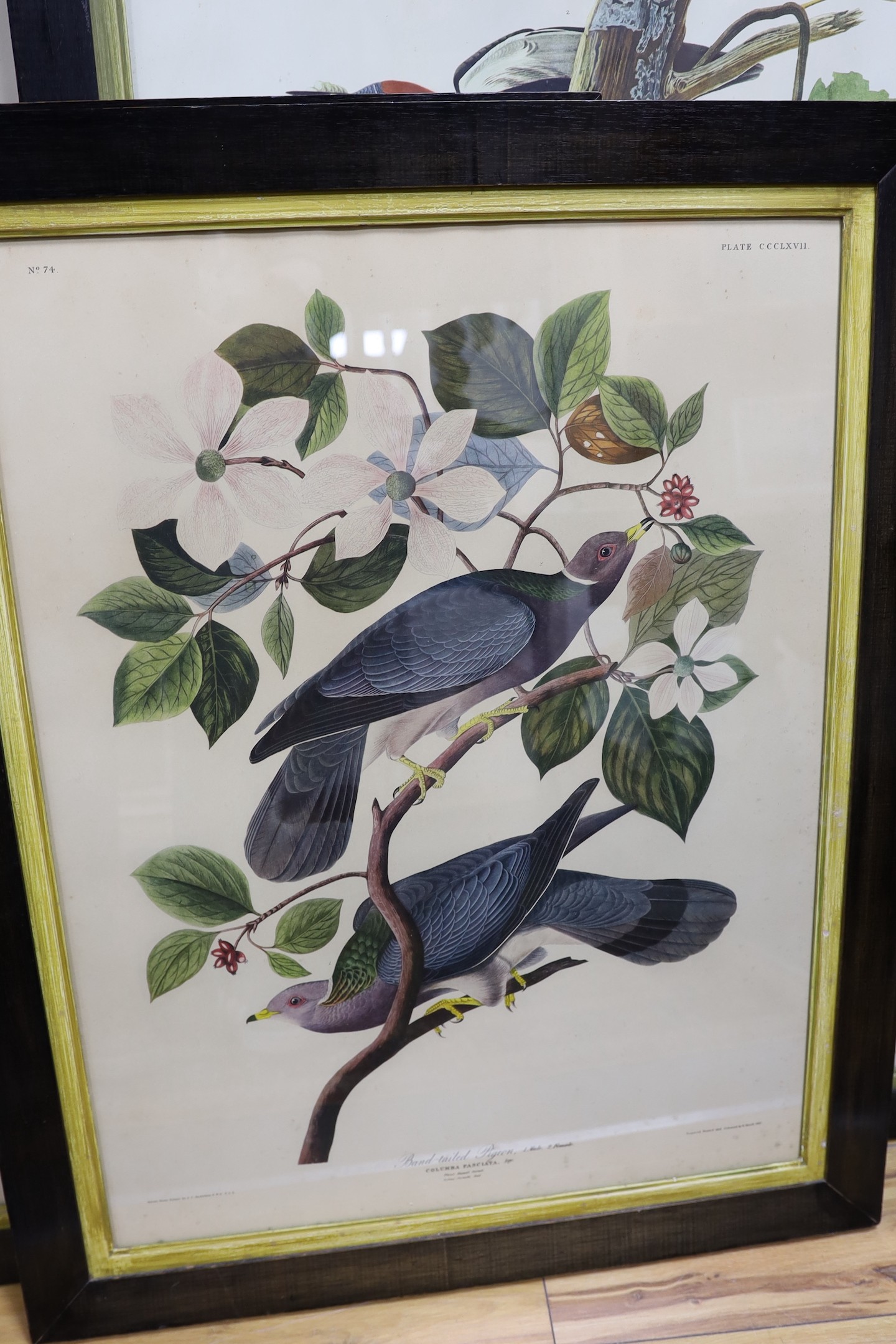 Havell after Audubon, five coloured prints, Ornithological studies, largest 96 x 65cm
